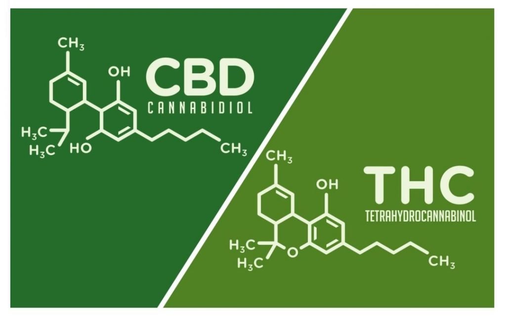 CBD vs THC