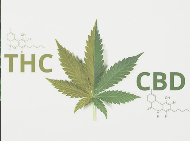 THC VS CBD